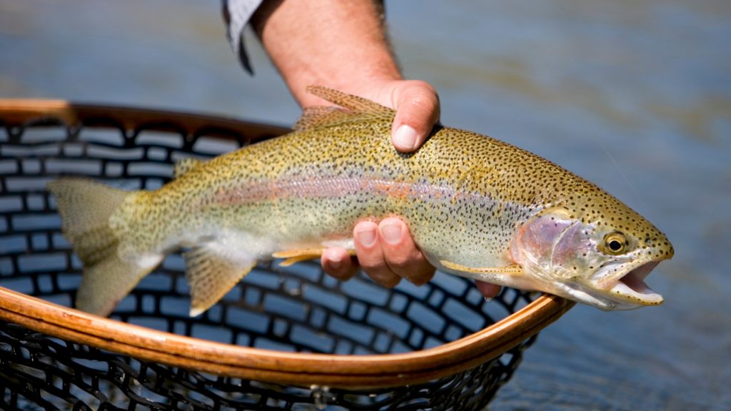 A Rainbow Trout being held out of the water over a net.