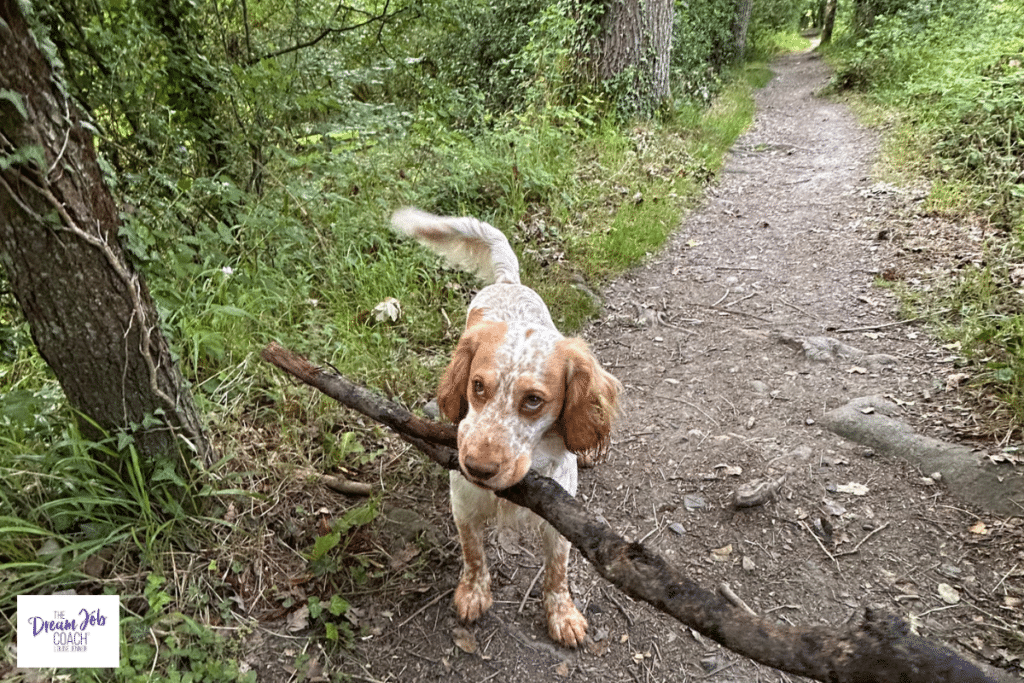 Harvey, a working cocker spaniel, carrying a large stick on a woodland walk, illustrating the importance of making time for everyday moments that support health, wellbeing and joy.