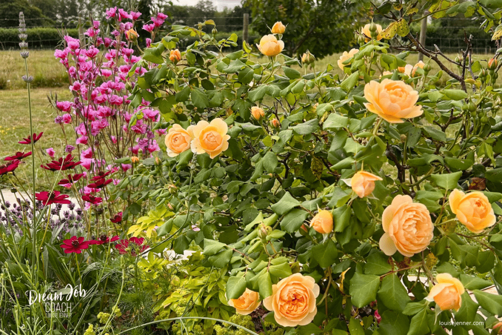 Peach roses and colourful flowers in a country garden, representing mindfulness, slowing down and appreciating everyday moments.